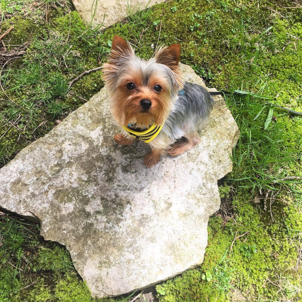 Little Yorkshire Terrier Pup