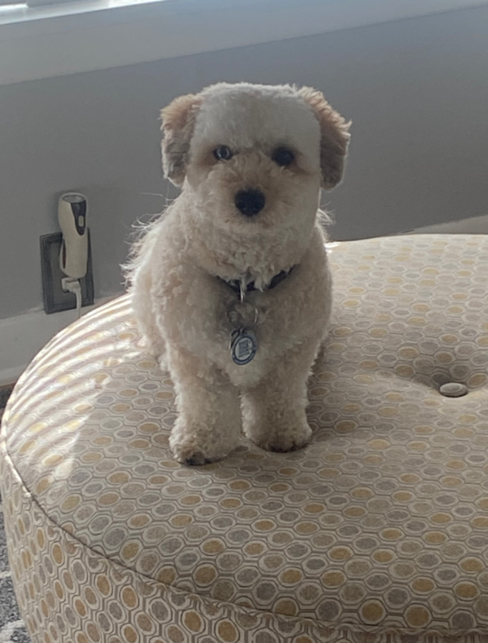 Popular Poochon Poodle Mix Pup