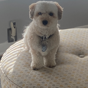 Popular Poochon Poodle Mix Pup
