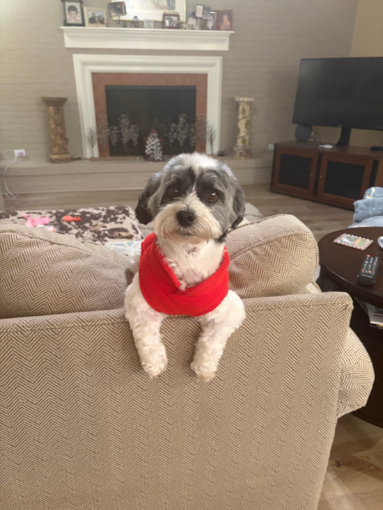 Hypoallergenic Havanese Pup