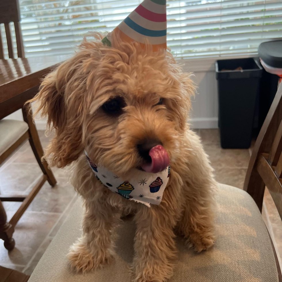 Funny Cavapoo Poodle Mix Pup