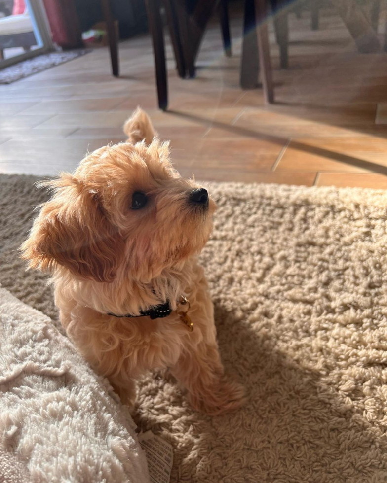 Friendly Maltipoo Pup in Irvine CA