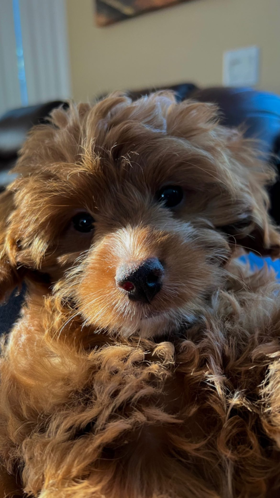 Buena Park Mini Goldendoodle Pup