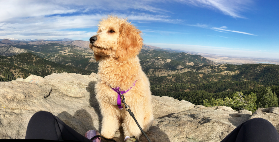 Playful Golden Retriever Poodle Mix Pup