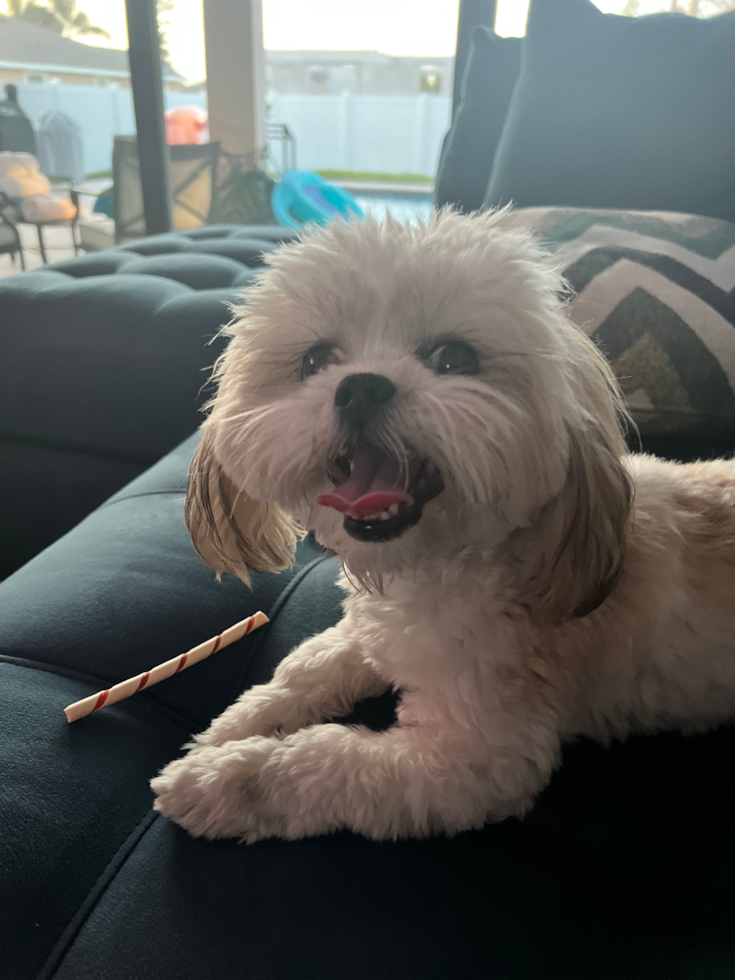 Playful Shichon Designer Pup