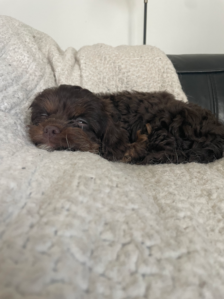Cavapoo Being Cute