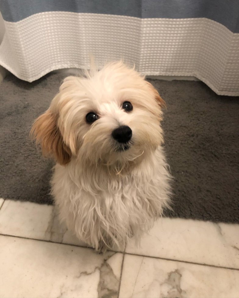 Hypoallergenic Maltepoo Poodle Mix Pup