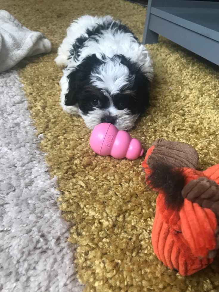 Boston Teddy Bear Pup