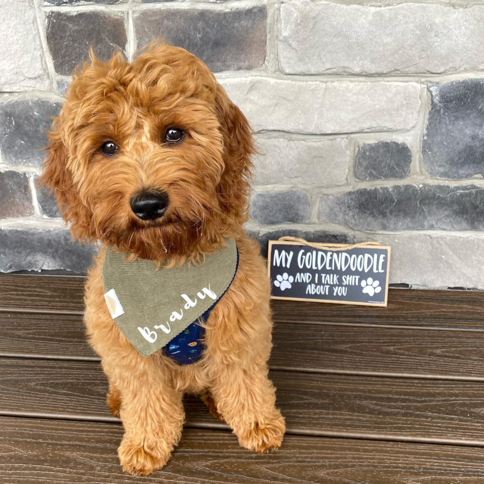 Playful Golden Retriever Poodle Mix Pup