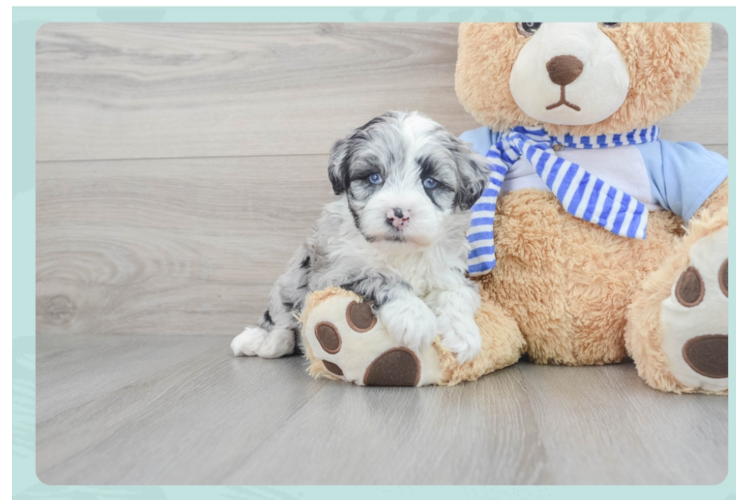 Friendly Mini Sheepadoodle Baby