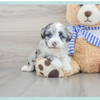 Mini Sheepadoodle Pup