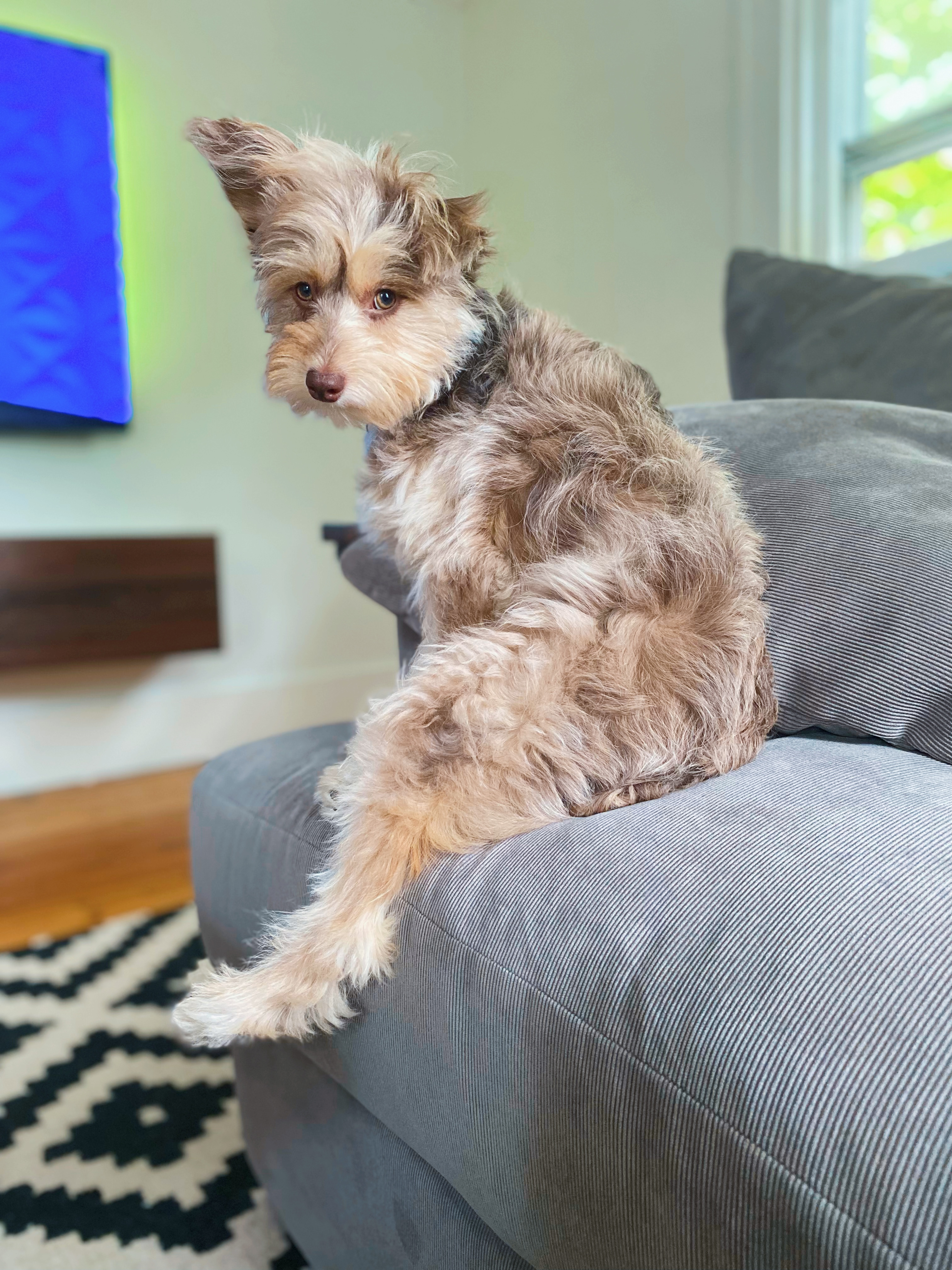 Mini Aussiedoodle Puppy for Adoption