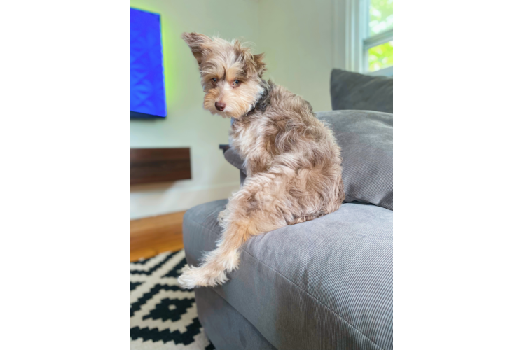 Mini Aussiedoodle Puppy for Adoption