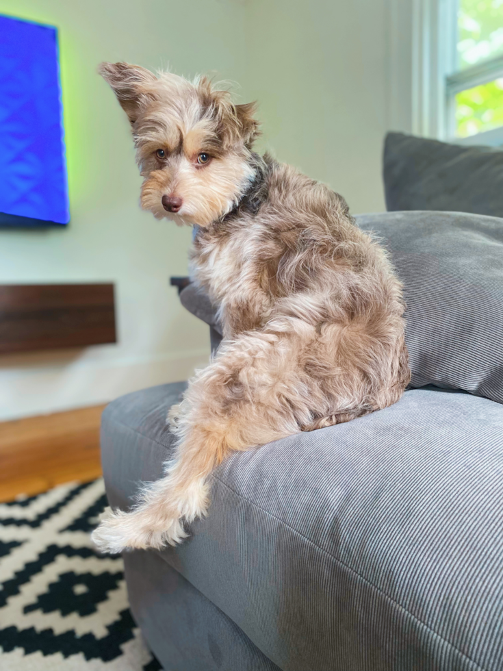 Energetic Aussiepoo Poodle Mix Pup