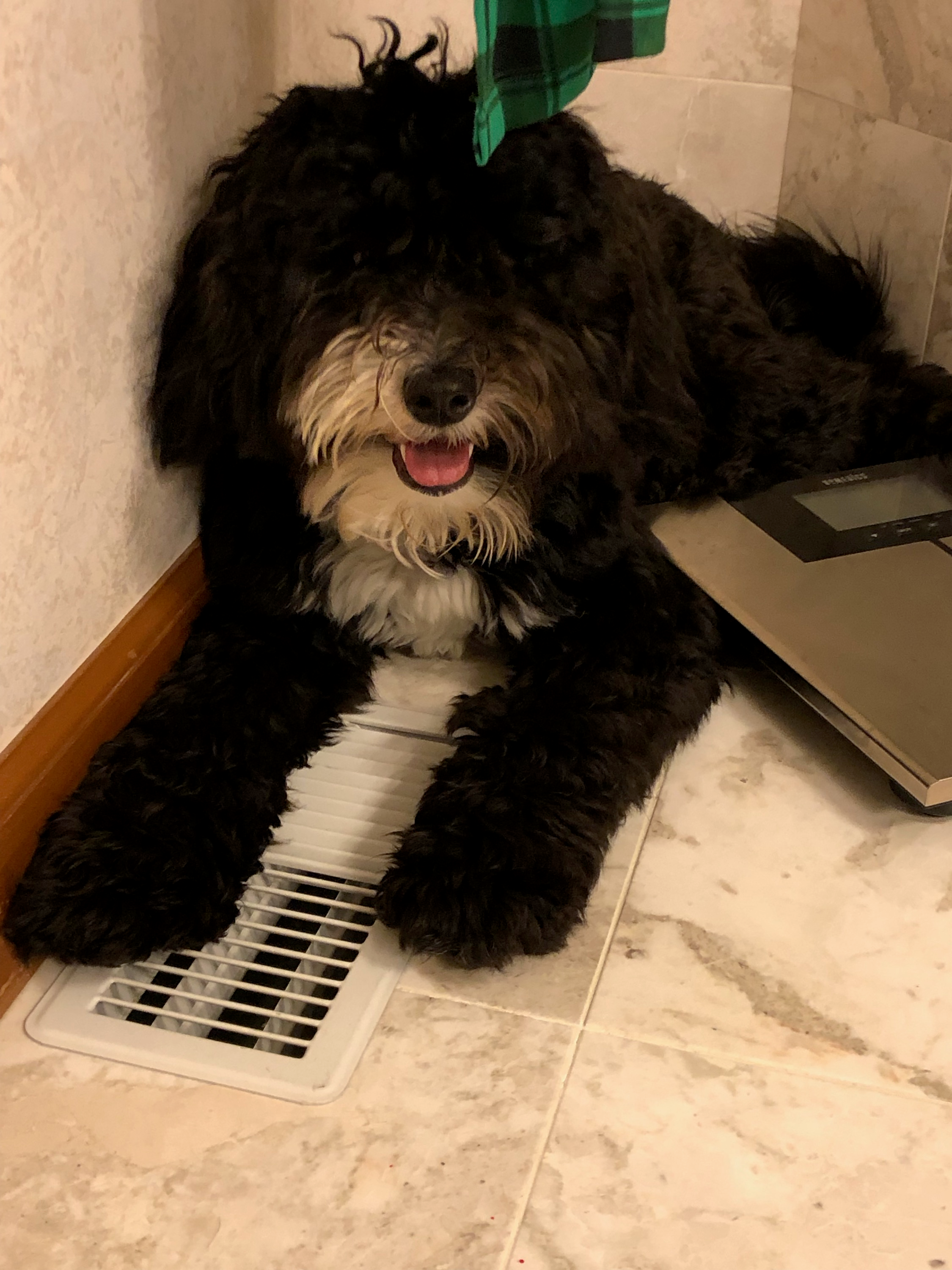 Small Mini Sheepadoodle Baby