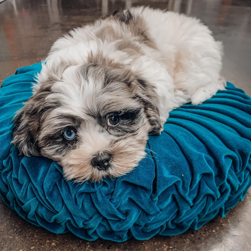 Sweet Shih Poo Pup