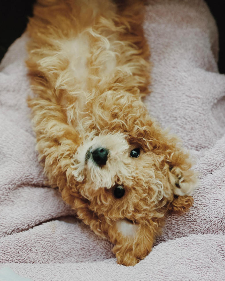 Cute Poochon Pup