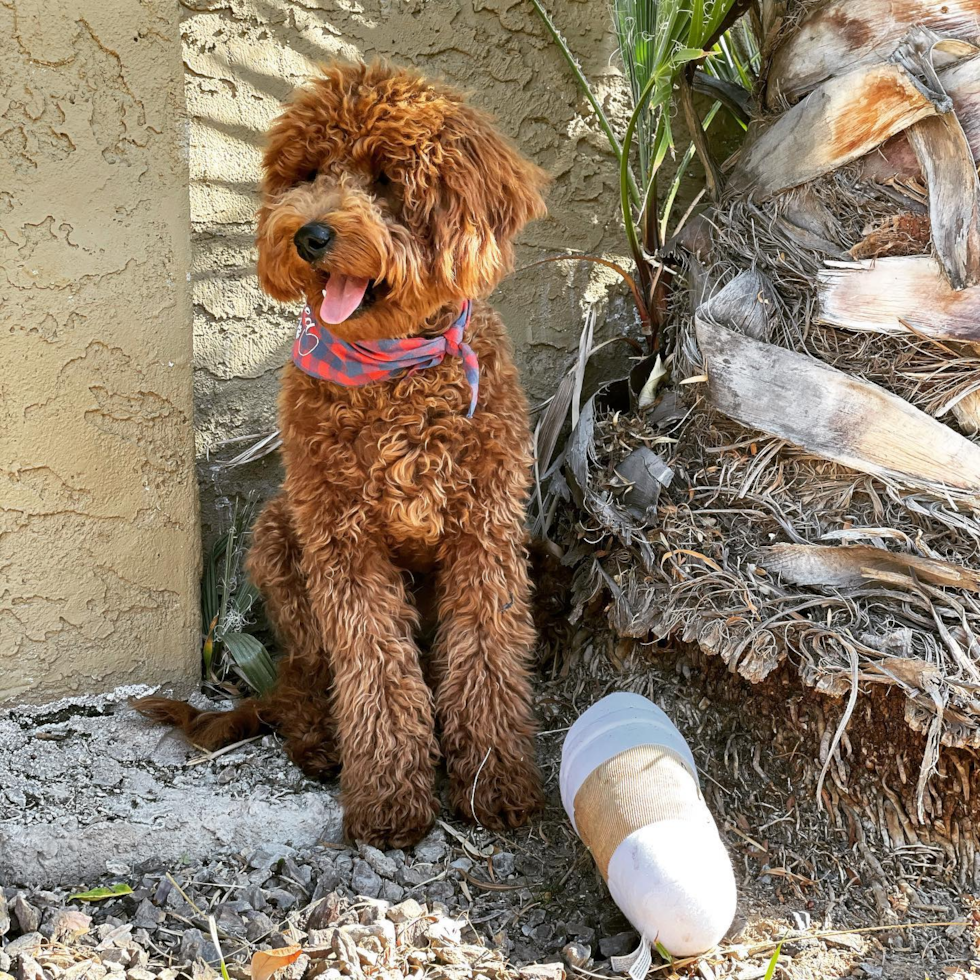 Little Golden Retriever Poodle Mix Pup