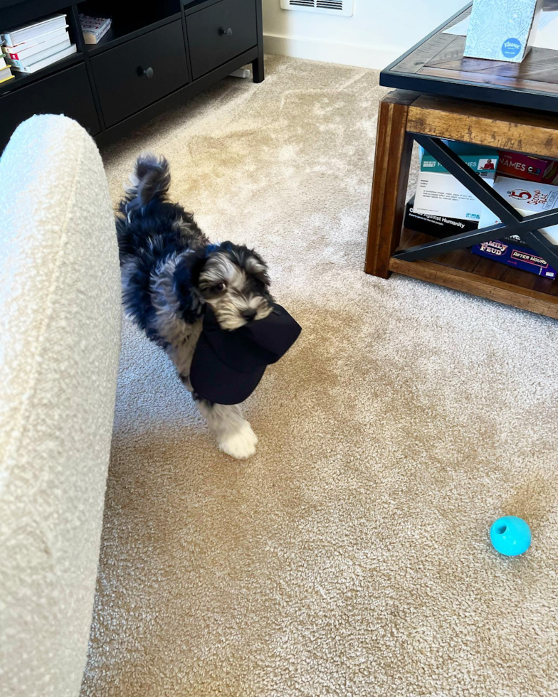 Smart Mini Portidoodle Poodle Mix Pup