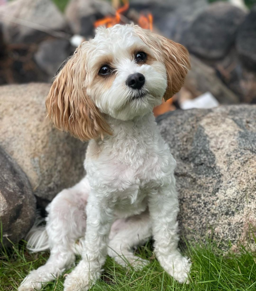 Adorable Cavalier Designer Pup