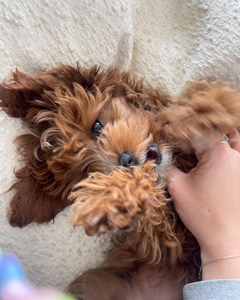 Friendly Cavapoo Pup in Los Angeles CA