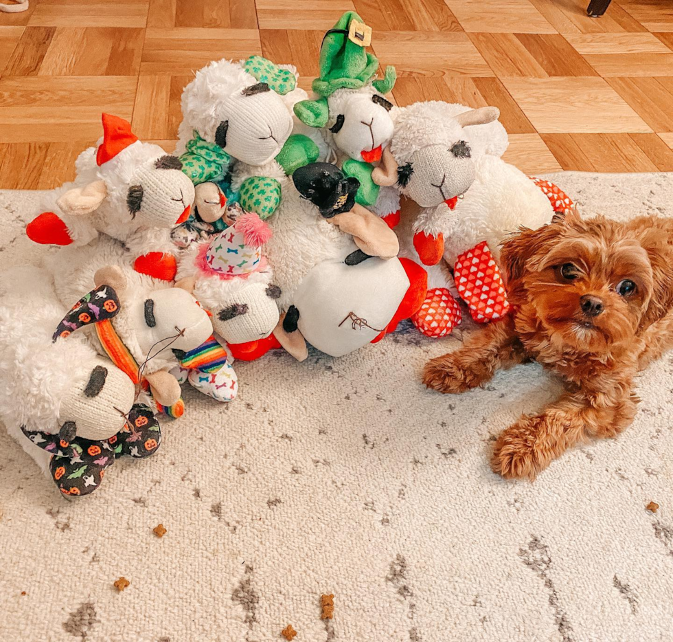 Energetic Cavoodle Poodle Mix Pup