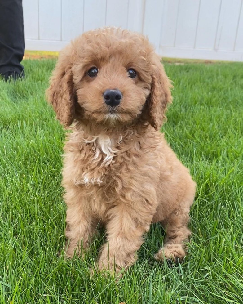 Roselle Park Mini Goldendoodle Pup