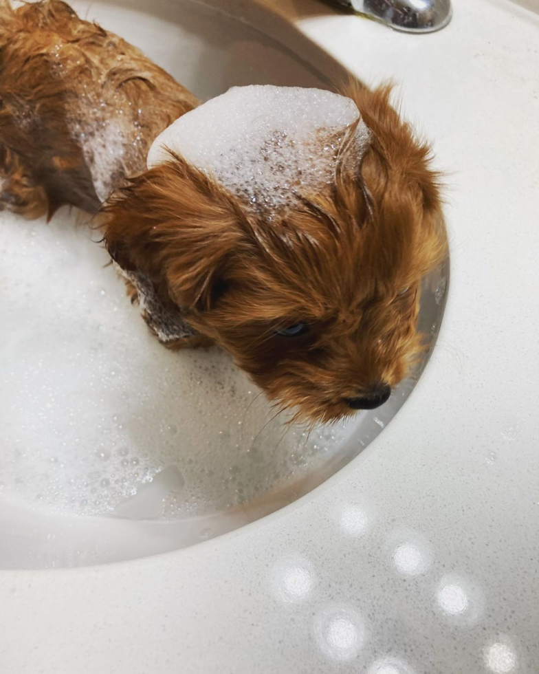 Small Cavapoo Pup