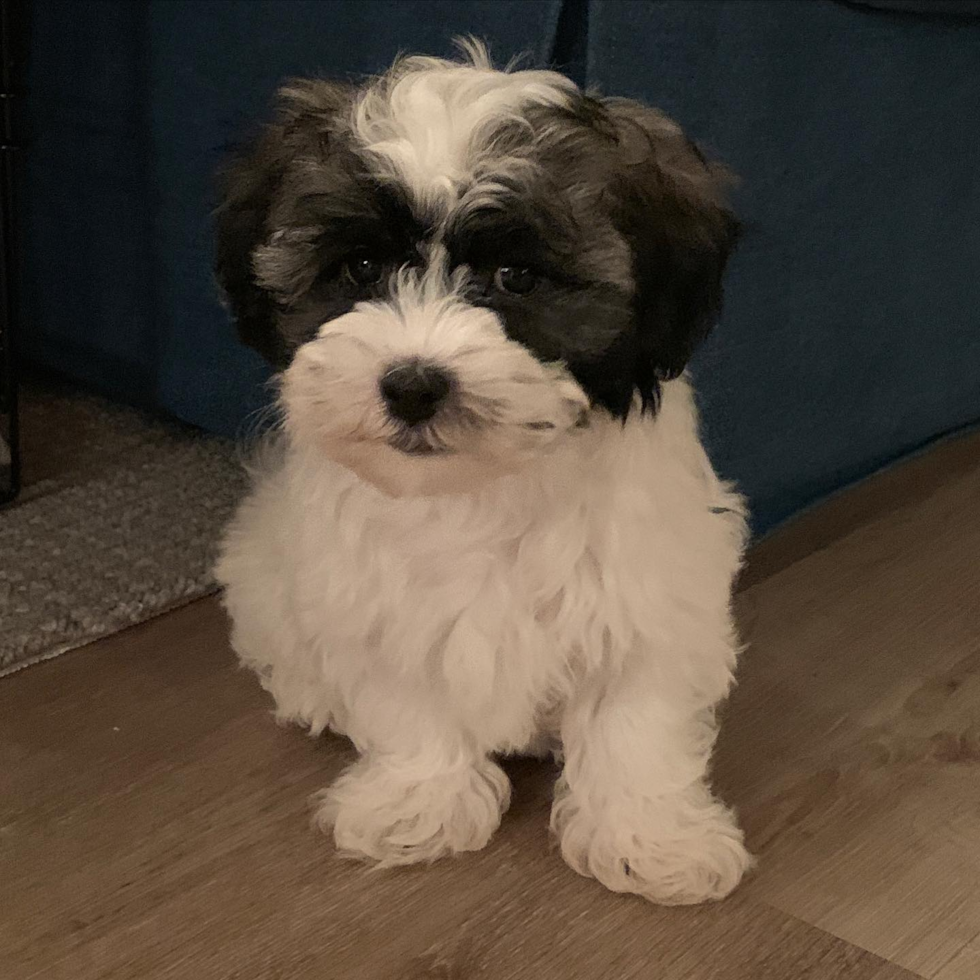 Havanese Being Cute