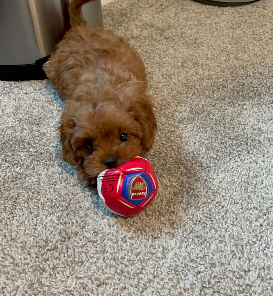 Small Cavapoo Pup