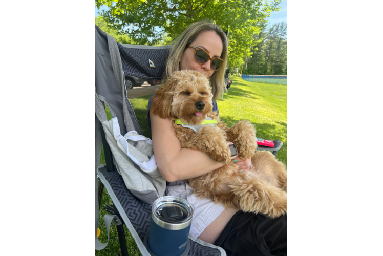 Petite Cavapoo Poodle Mix Pup