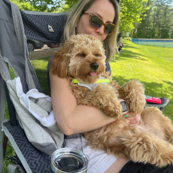 Sweet Cavapoo Pup