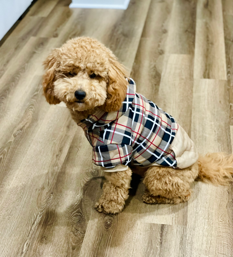 Sweet Mini Goldendoodle Pup