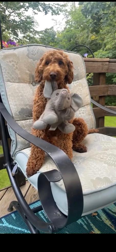 Mini Goldendoodle Being Cute