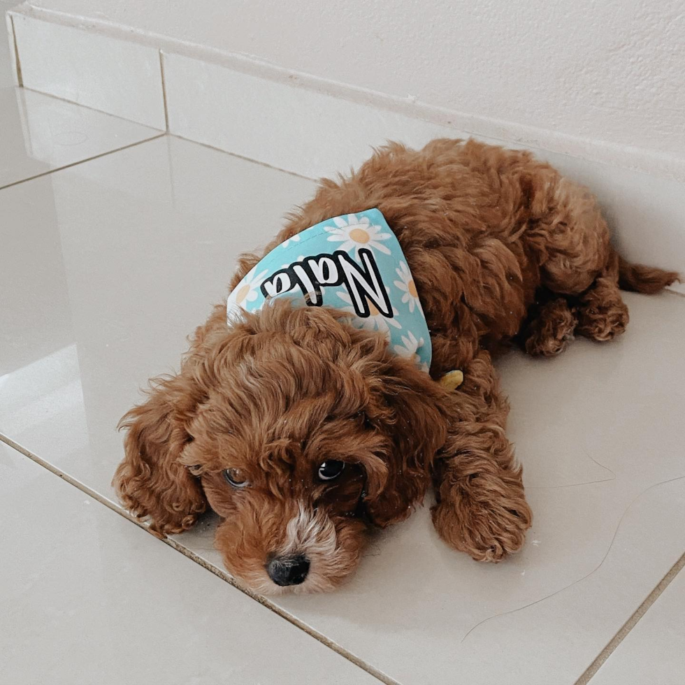 Cute Cavapoo Pup