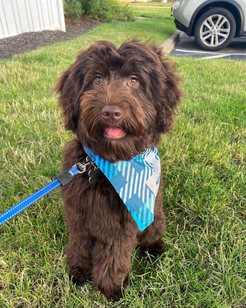 Small Mini Goldendoodle Pup