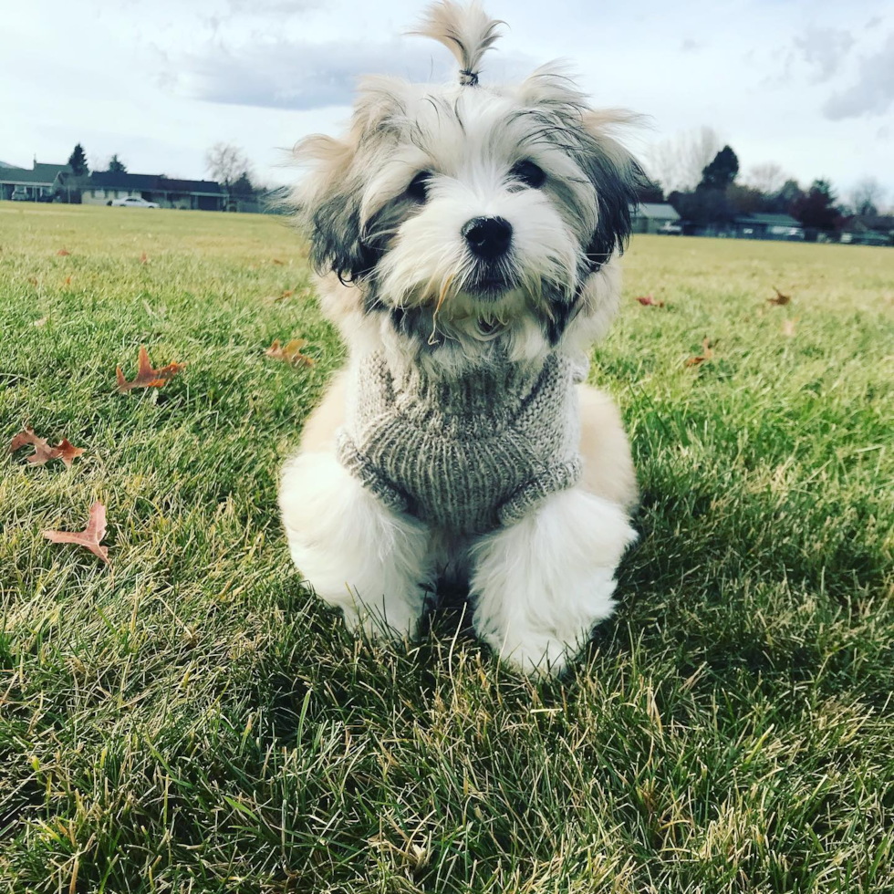 Havanese Being Cute