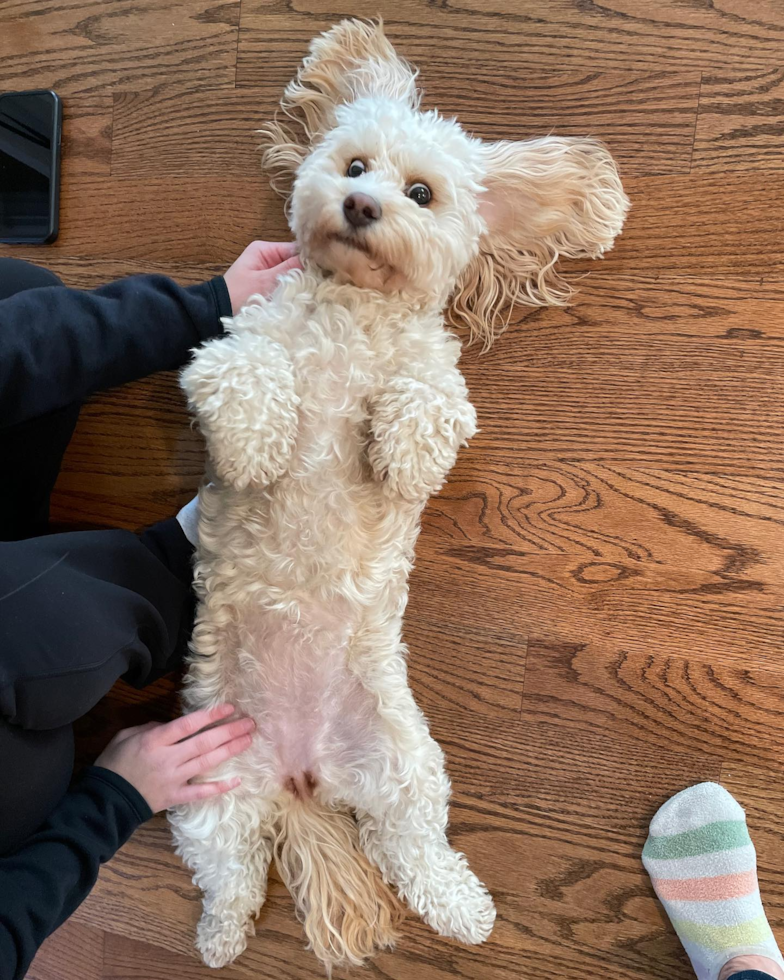 Petite Cavapoo Poodle Mix Pup