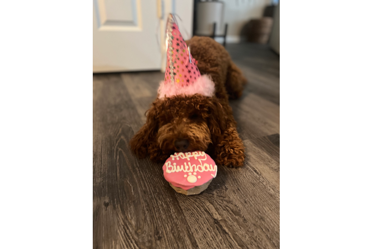 Best Mini Goldendoodle Baby