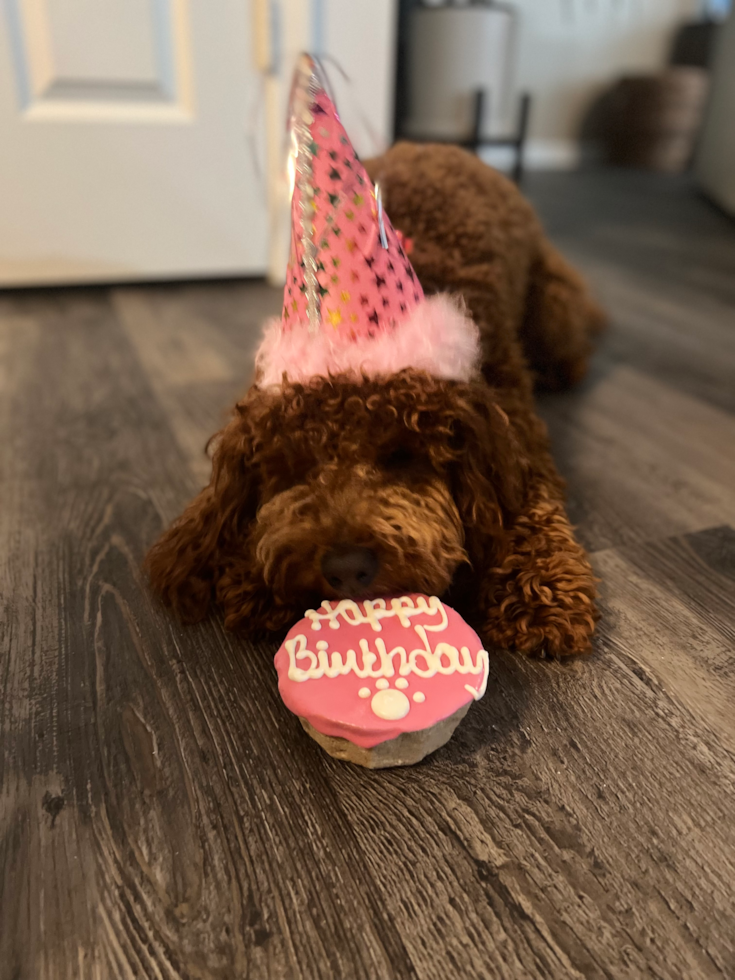 Funny Mini Goldendoodle Poodle Mix Pup