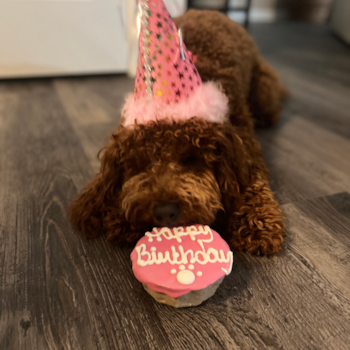 Funny Mini Goldendoodle Poodle Mix Pup