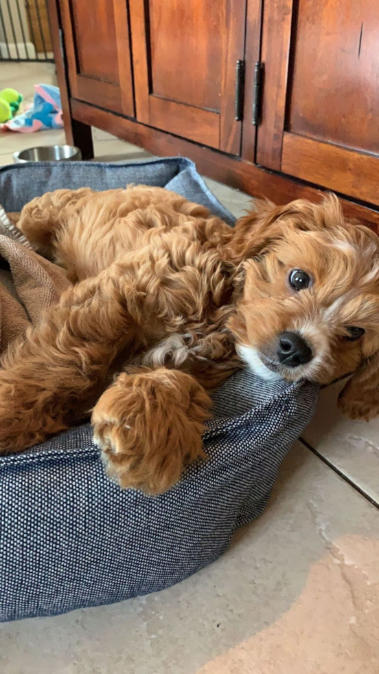 Cavapoo Being Cute