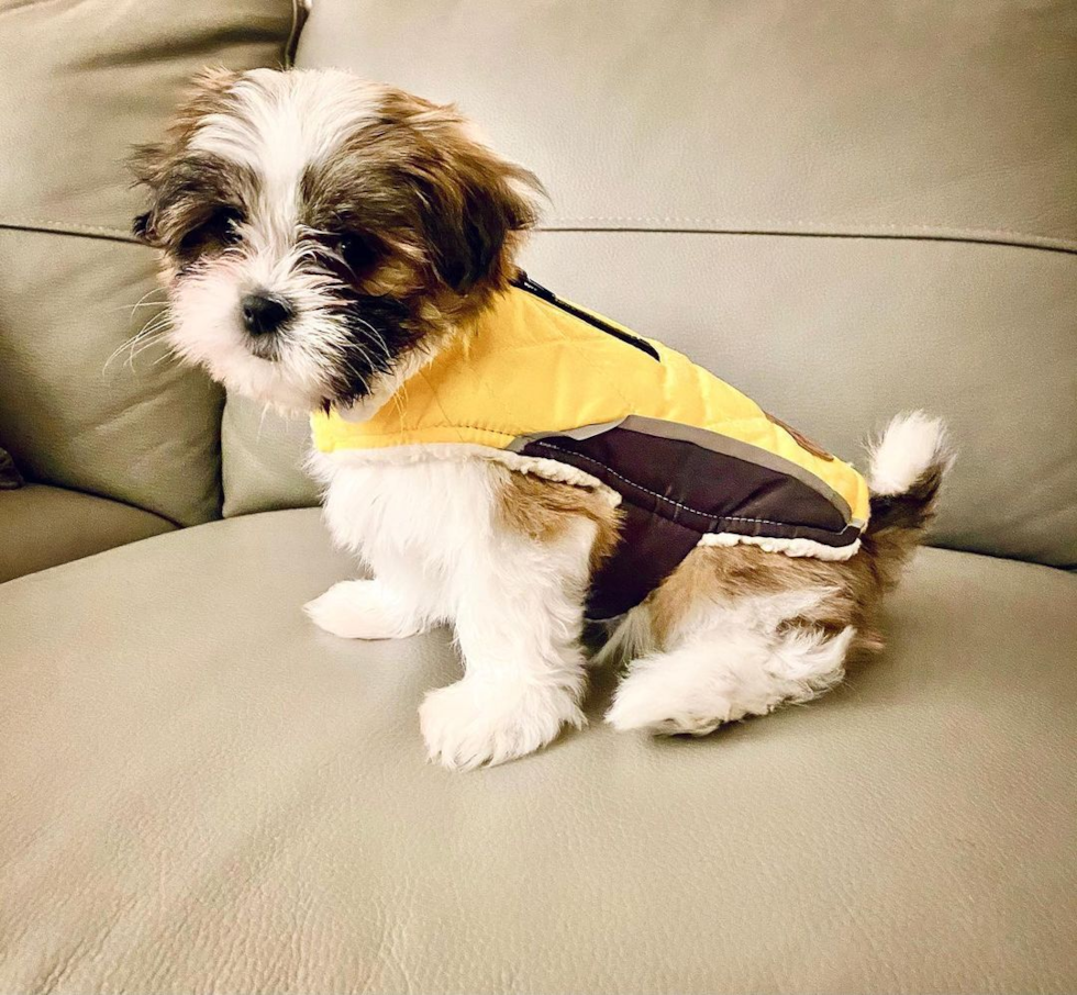 Friendly Teddy Bear Pup in Traverse City MI