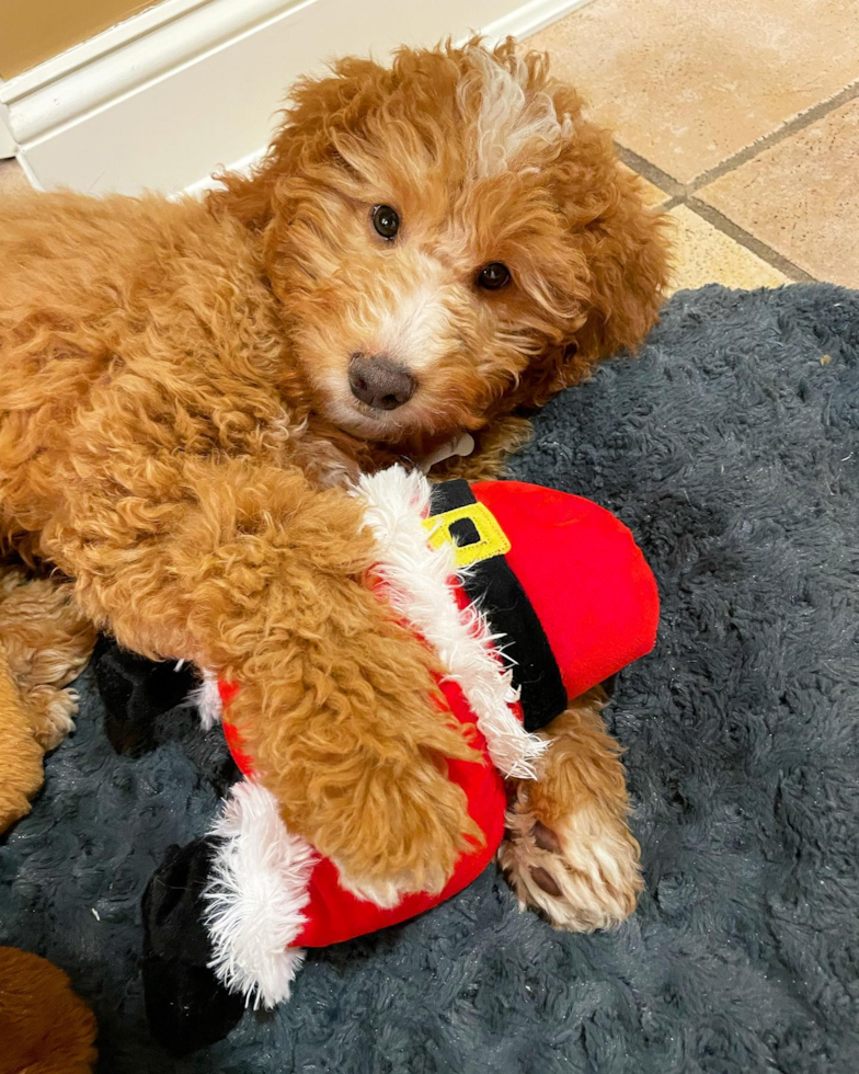 Sweet Mini Goldendoodle Pup