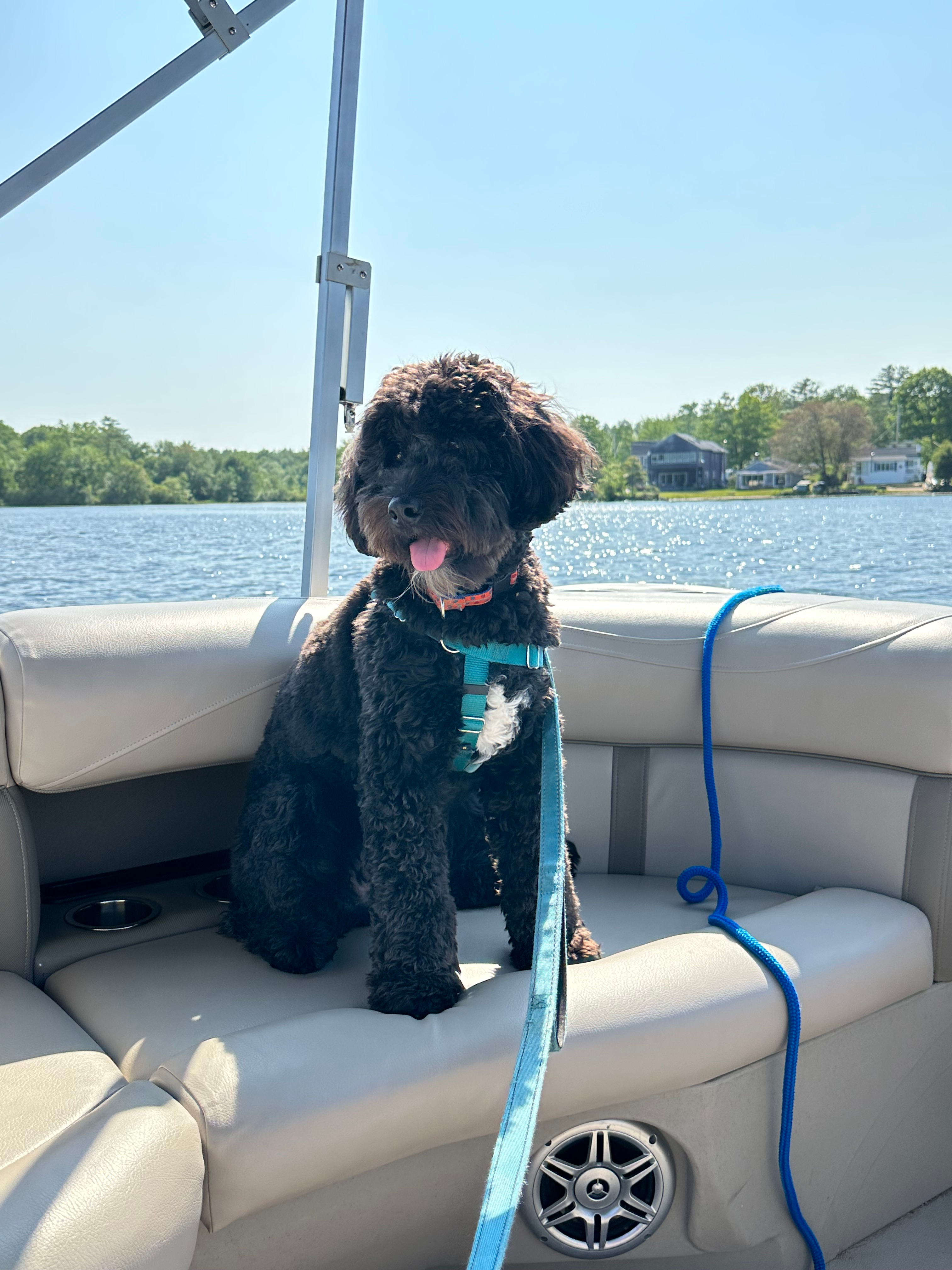 Mini Bernedoodle Puppy for Adoption
