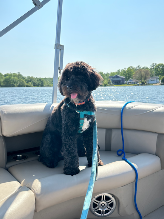 Cute Mini Bernedoodle Pup in