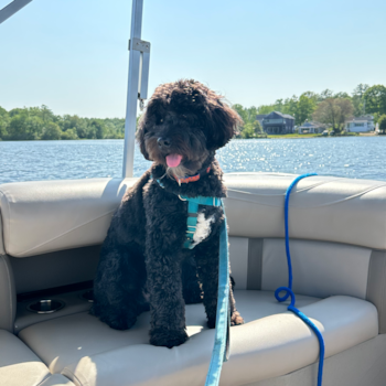 Cute Mini Bernedoodle Pup in