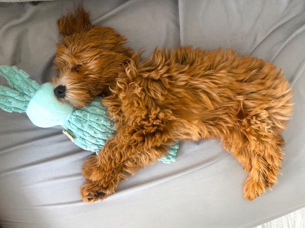 Miami Beach Mini Goldendoodle Pup