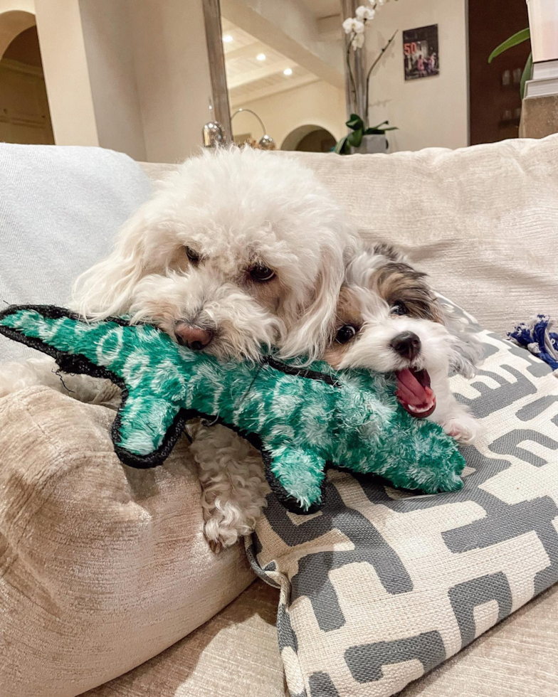 Houston Mini Aussiedoodle Pup