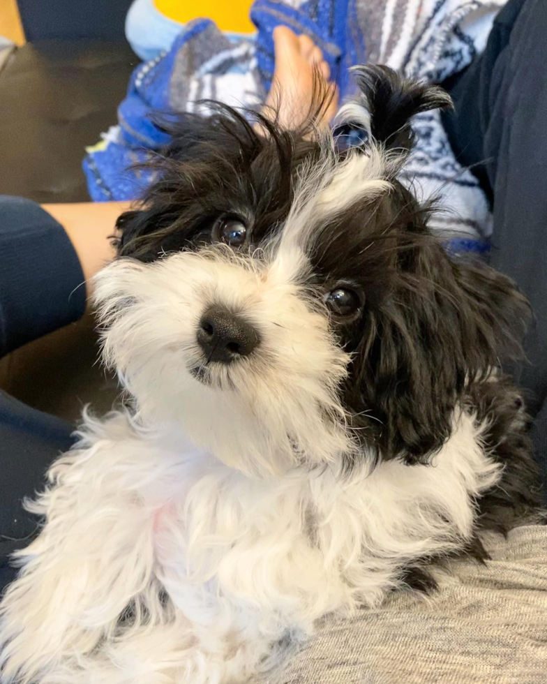 Havanese Being Cute